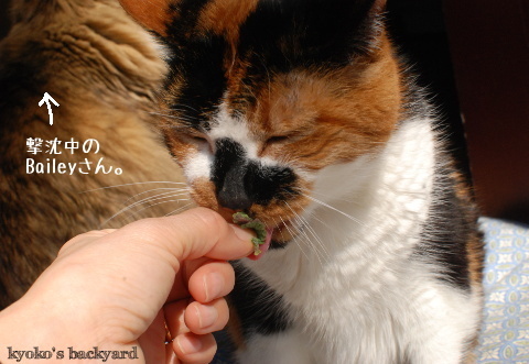 新鮮なキャットニップをめぐって。その1_b0253205_02233698.jpg