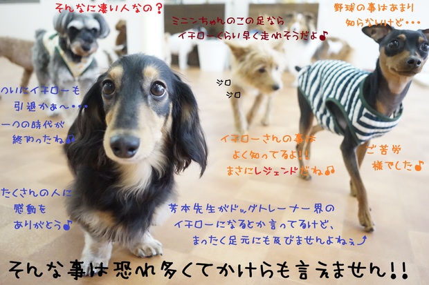 目指すはイチロー 犬の幼稚園 Chouchou ｼｭｼｭ