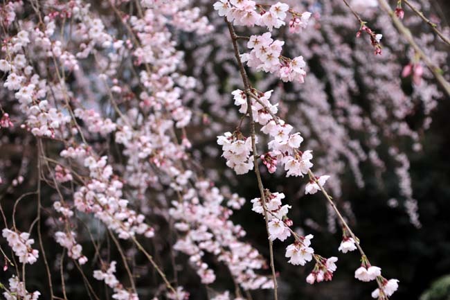 糸しだれ桜　京都御苑_e0048413_19442233.jpg