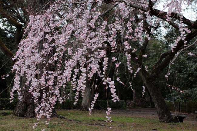 糸しだれ桜　京都御苑_e0048413_19443056.jpg