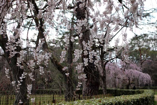 糸しだれ桜　京都御苑_e0048413_19443402.jpg