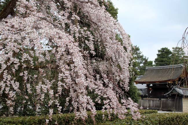 糸しだれ桜　京都御苑_e0048413_19444583.jpg