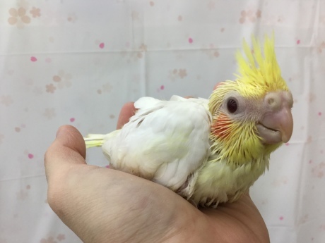 f0189122_12450361.jpeg