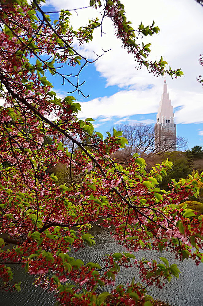 残り河津桜　新宿御苑にて_a0287533_16091224.jpg