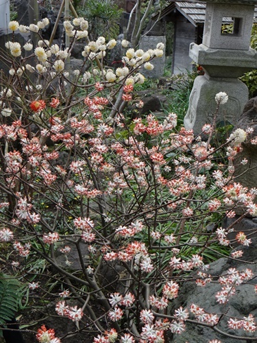 今週火曜日、大和の常泉寺を訪れる_d0037233_13294201.jpg
