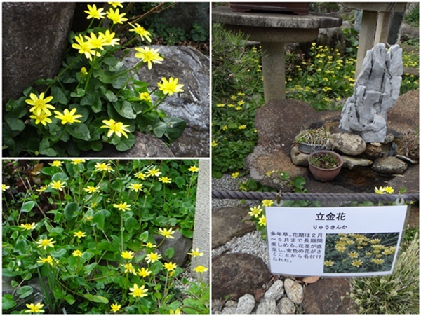 今週火曜日、大和の常泉寺を訪れる_d0037233_13300210.jpg