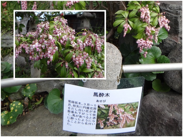 今週火曜日、大和の常泉寺を訪れる_d0037233_13395508.jpg