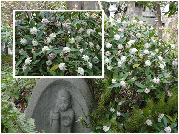 今週火曜日、大和の常泉寺を訪れる_d0037233_13435957.jpg