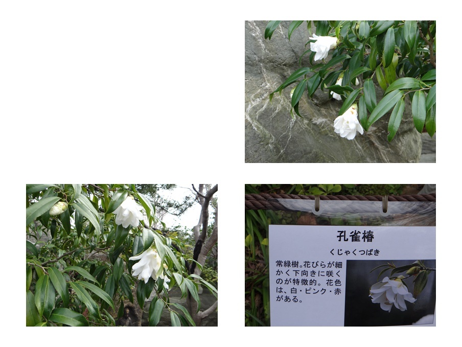 今週火曜日、大和の常泉寺を訪れる_d0037233_13462912.jpg