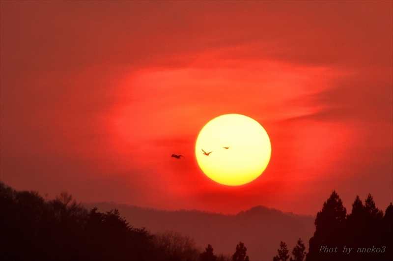 みちのく御所湖夕陽と白鳥_d0067934_22112260.jpg