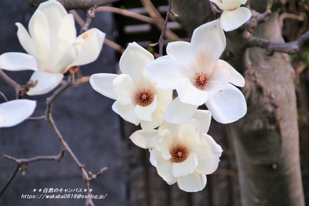 強風でハクレンの花の命が短かかった 自然のキャンバス