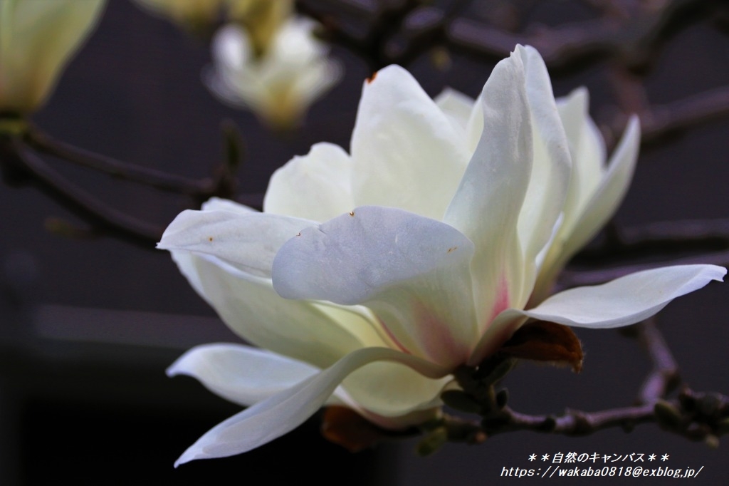 強風でハクレンの花の命が短かかった 自然のキャンバス