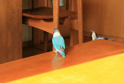 c0145250_10250522.gif