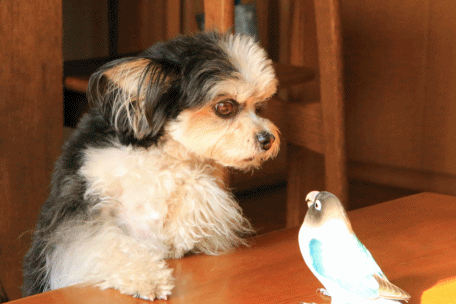 c0145250_10254091.gif