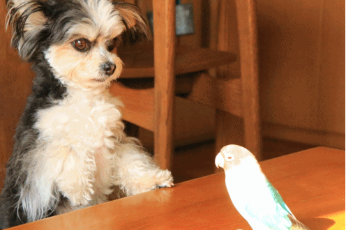 c0145250_10254618.gif