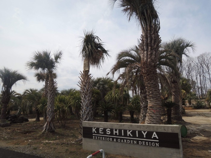 Palm trees&Temple_d0193053_09590911.jpeg