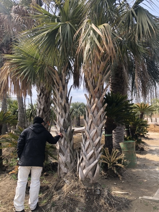 Palm trees&Temple_d0193053_11324615.jpeg