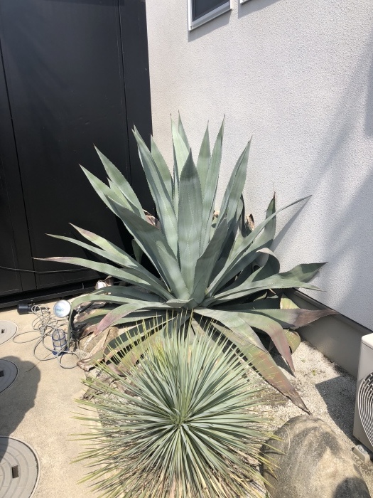 Palm trees&Temple_d0193053_11331108.jpeg