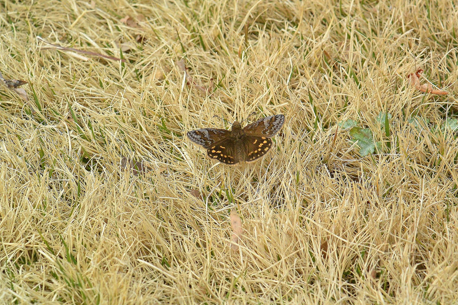 d0387460_08532869.jpg