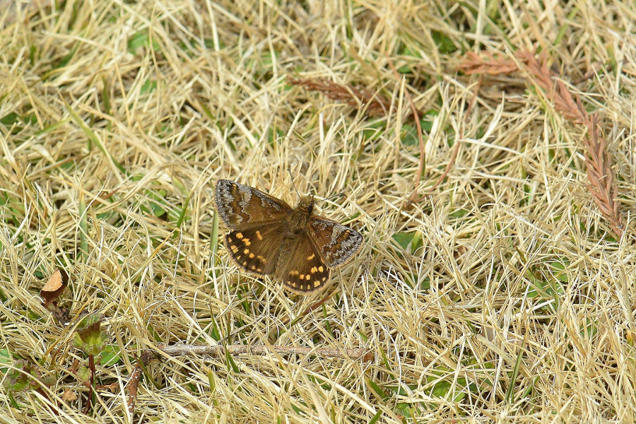 d0387460_08535849.jpg
