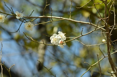 はるのふうけい_a0158478_10342381.jpg