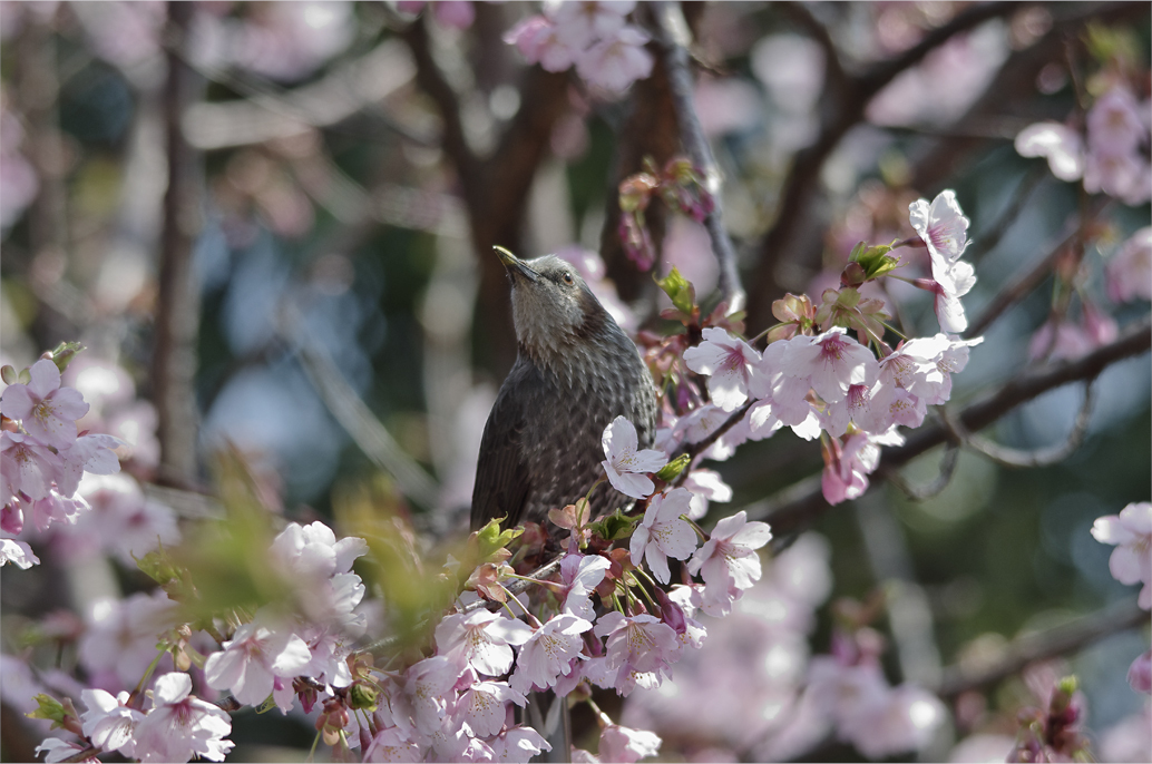 ●● シュゼンジカンザクラで吸蜜中・・・・・・・ヒヨドリ ●●_d0209988_23000094.jpg