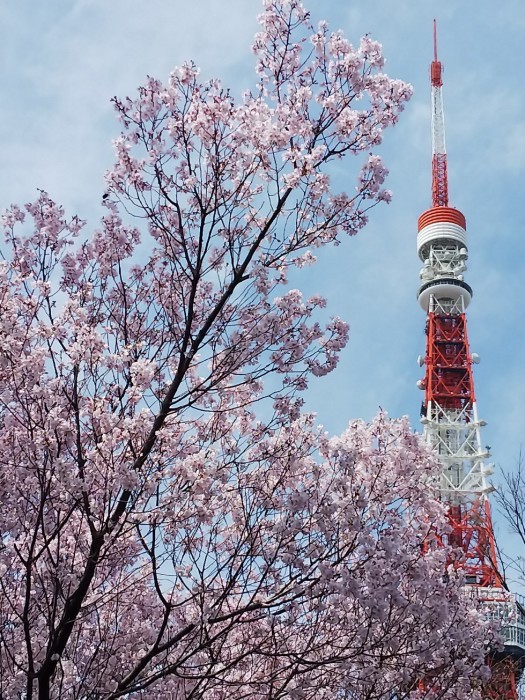 増上寺の桜と東京タワー 藍 の着物であるこう