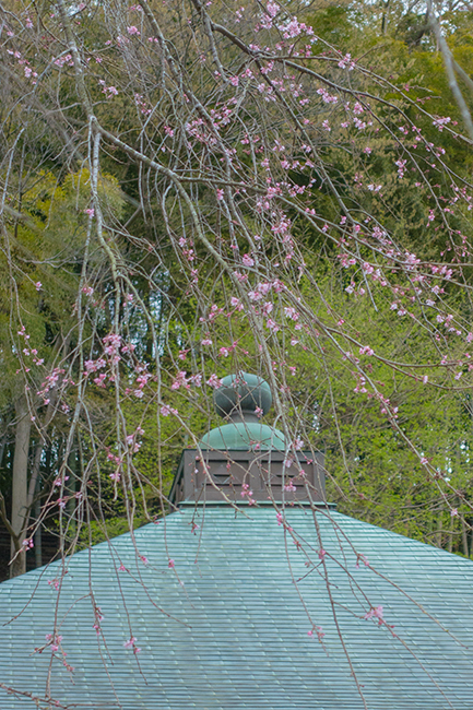 鎌倉のしだれ桜_b0145398_22474322.jpg