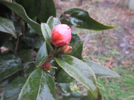 a0203003_20503035.jpg