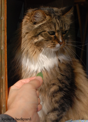 新鮮なキャットニップをめぐって。その2_b0253205_06074498.jpg