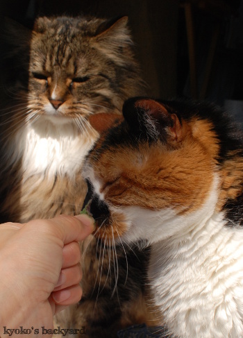 新鮮なキャットニップをめぐって。その2_b0253205_06081864.jpg