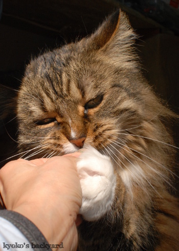 新鮮なキャットニップをめぐって。その2_b0253205_06082860.jpg