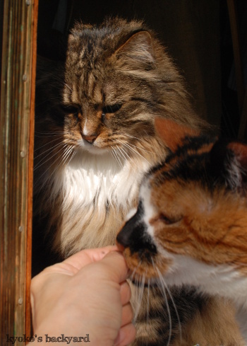 新鮮なキャットニップをめぐって。その2_b0253205_06142102.jpg