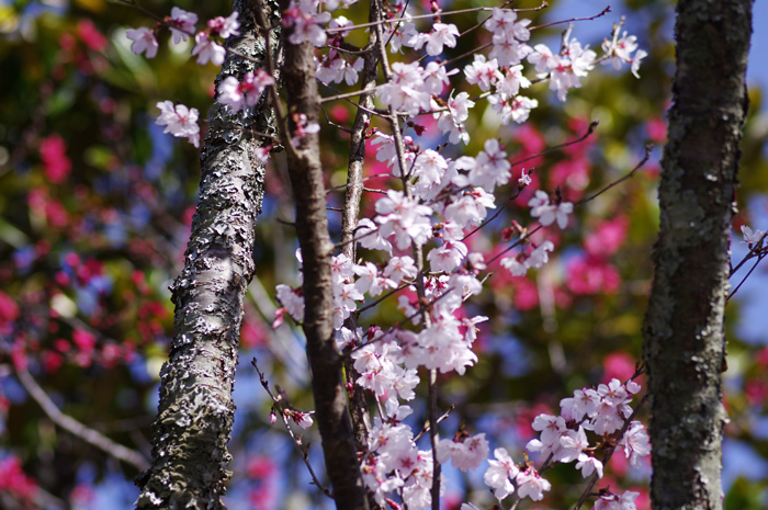 東慶寺 春_b0151409_20545748.jpg