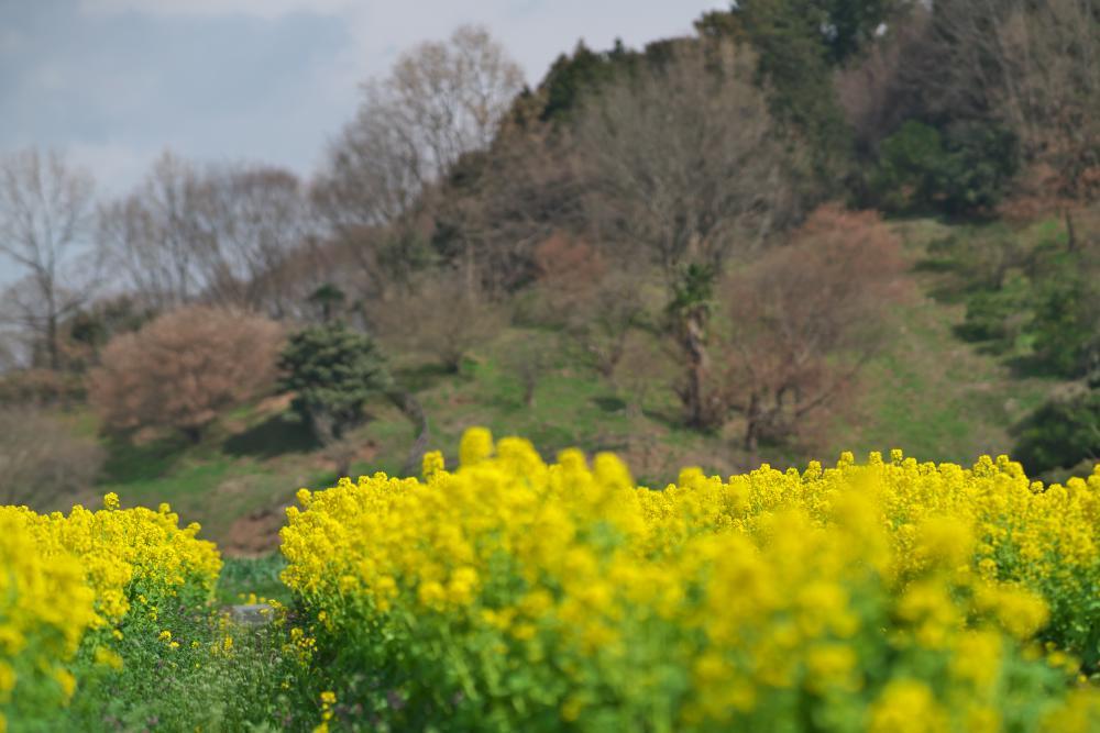 明日香の菜の花畑めぐり まほ 写真俳句
