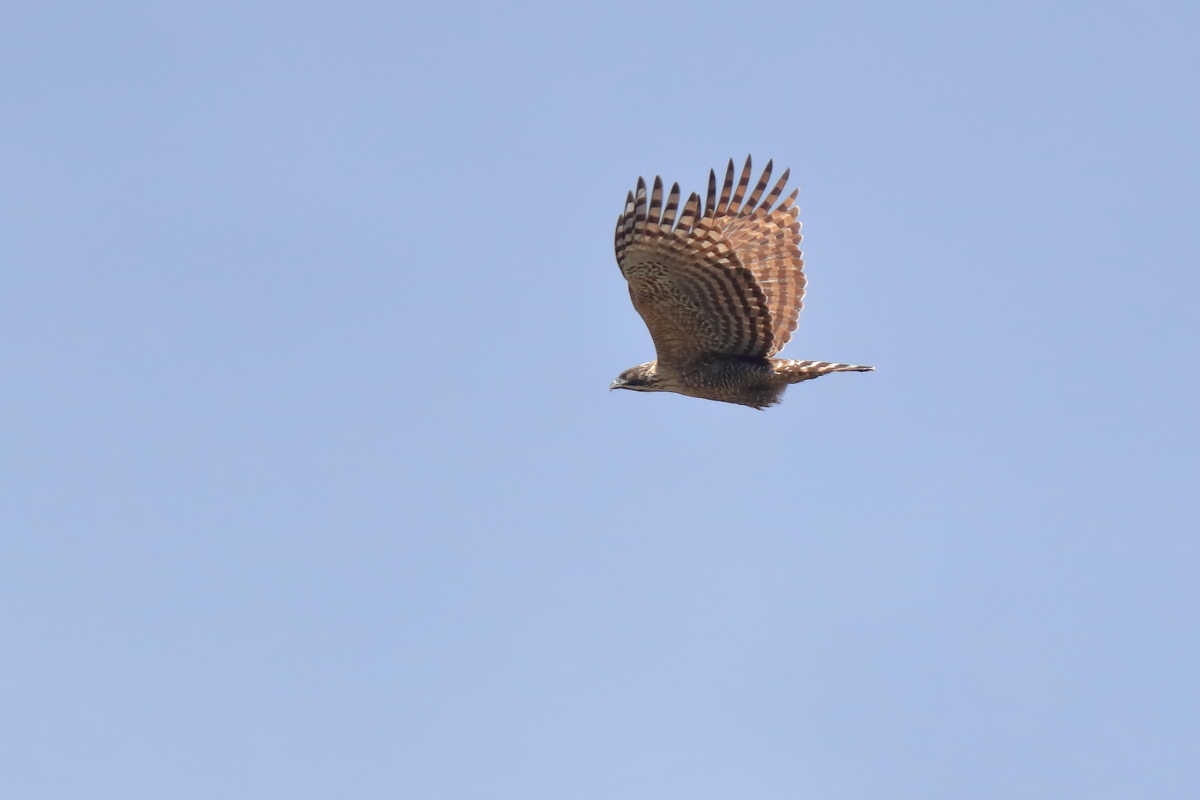 f0288418_12235939.jpg