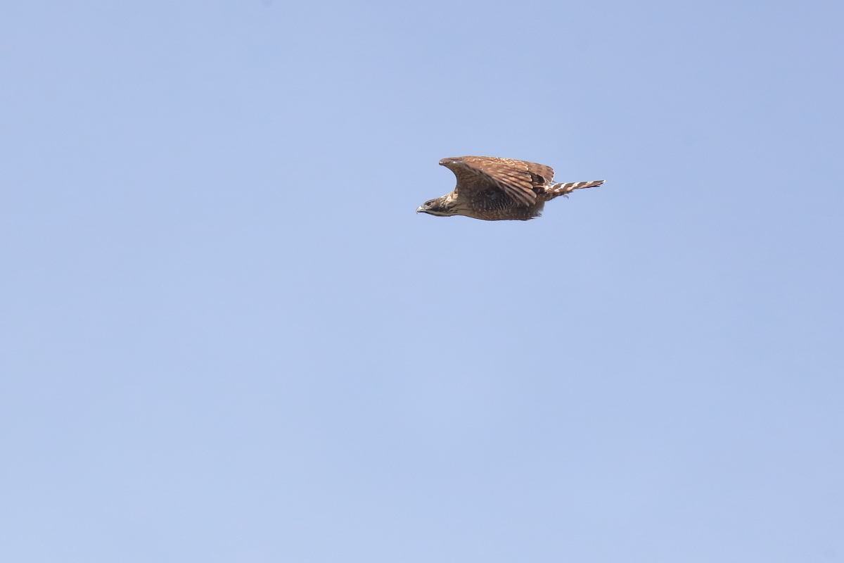 f0288418_12241839.jpg