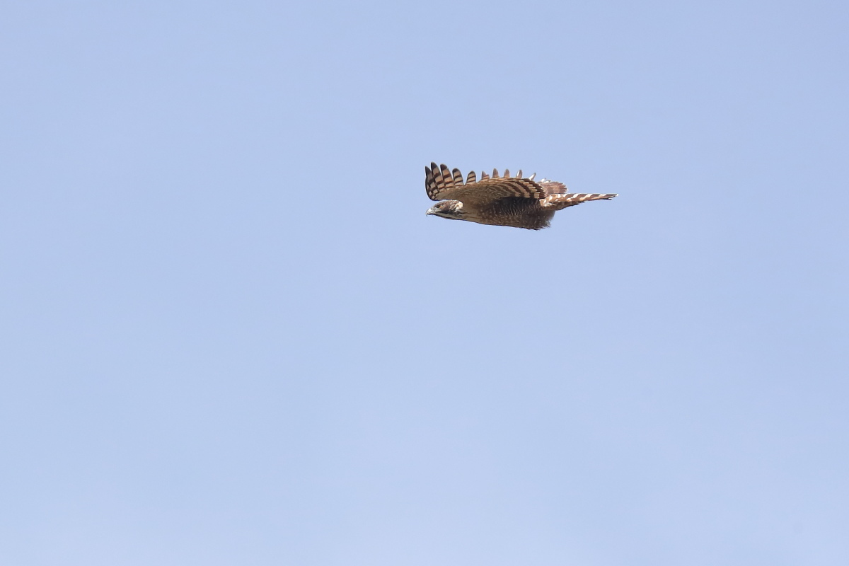 f0288418_12243157.jpg