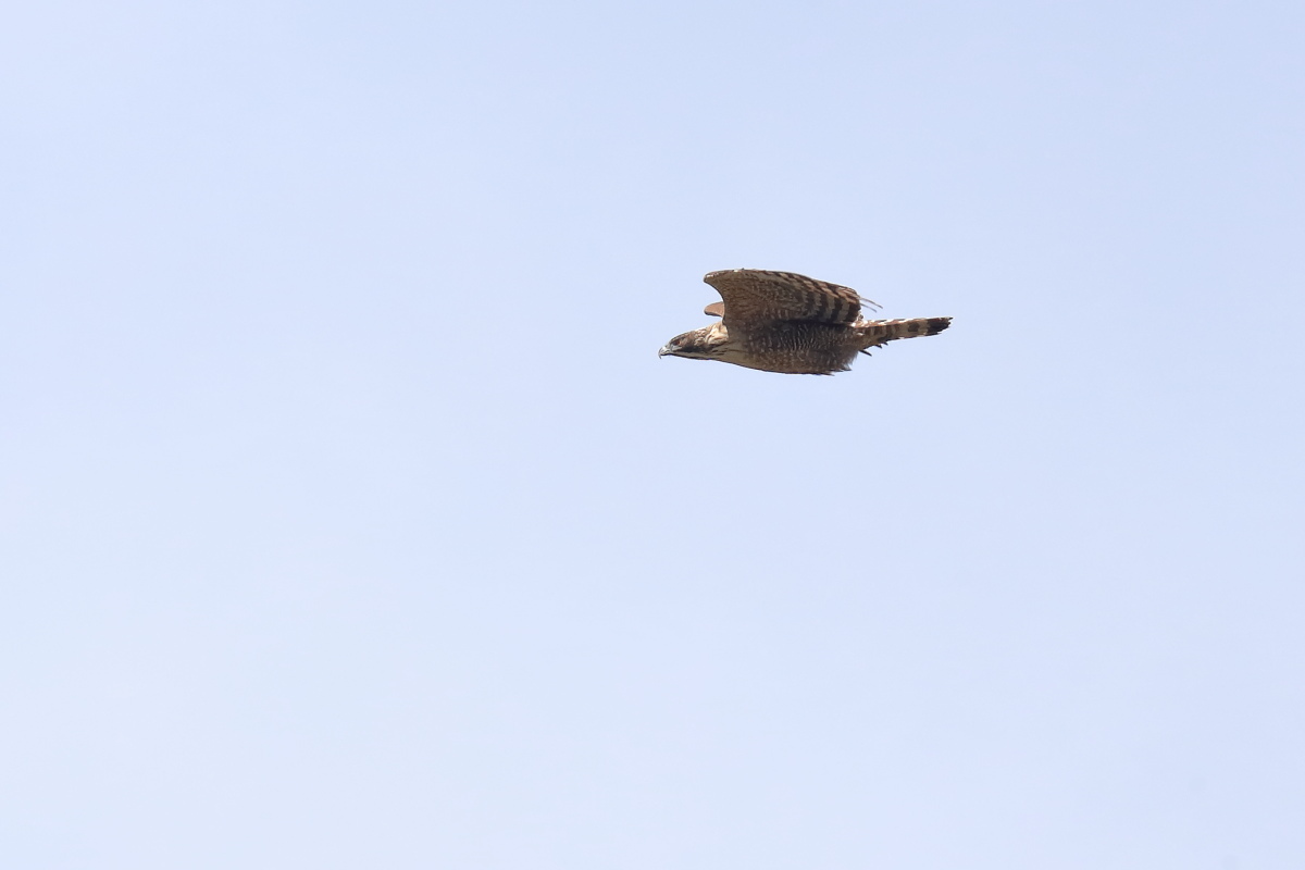f0288418_12250246.jpg