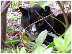 地域猫に久しぶりに再会!_d0221430_22251284.jpg