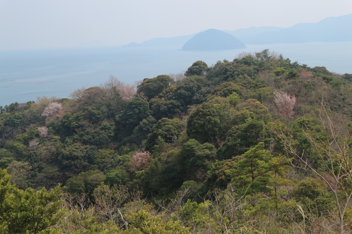 イワタイゲキ(岩大戟)&ミツバツツジを楽しむ!_e0272335_1855696.jpg