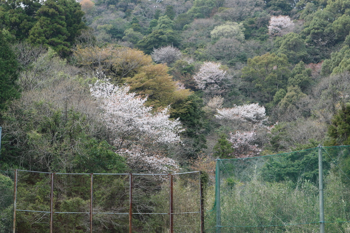 イワタイゲキ(岩大戟)&ミツバツツジを楽しむ!_e0272335_1872257.jpg