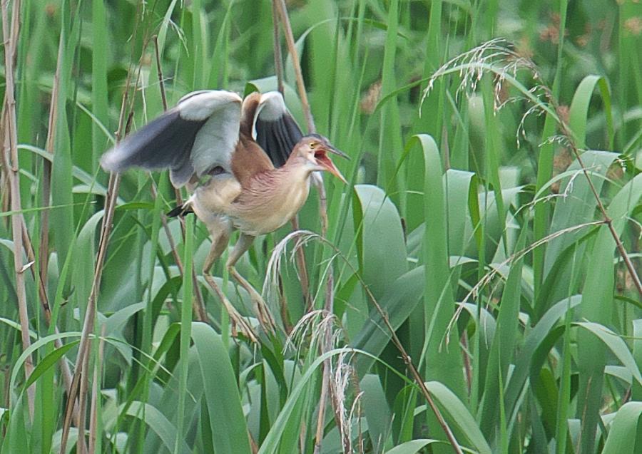 ヨシゴイ（大久保田園）_e0406940_14313863.jpg