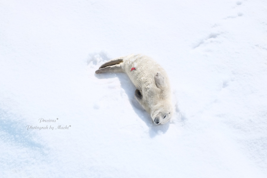 ノシャップ寒流水族館、アザラシの赤ちゃん。 : Precious*恋するカメラ