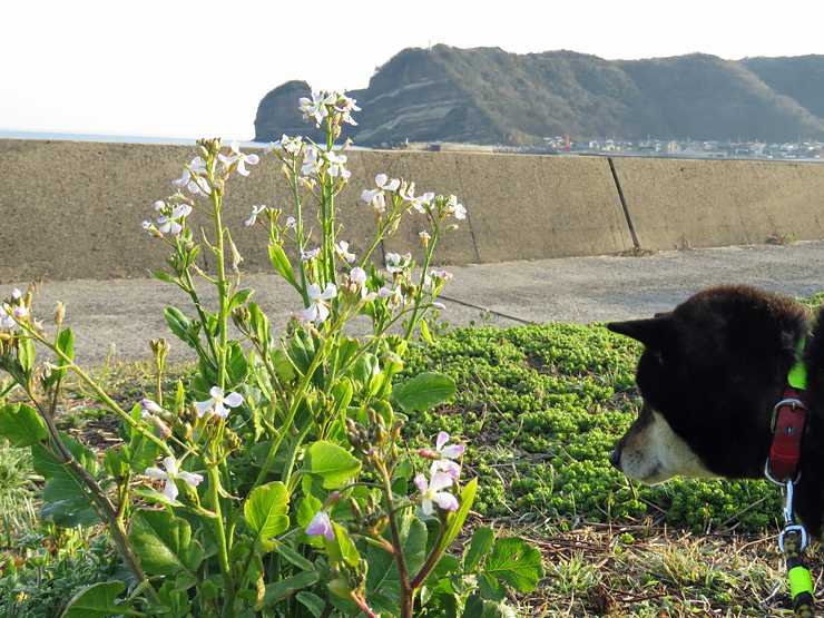 浜大根の花が咲いた 清治の花便り 浜大根の花が咲いた 清治の花便り