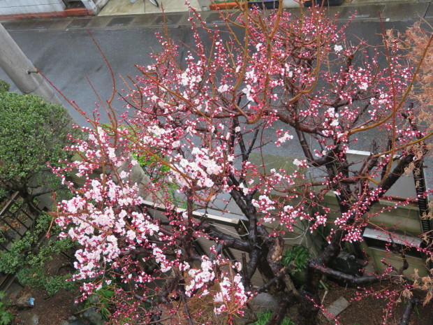 f0329849_21432575.jpg