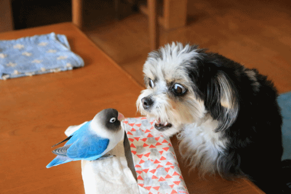 c0145250_08573651.gif