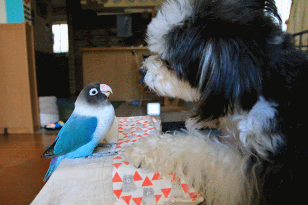 c0145250_08575520.gif