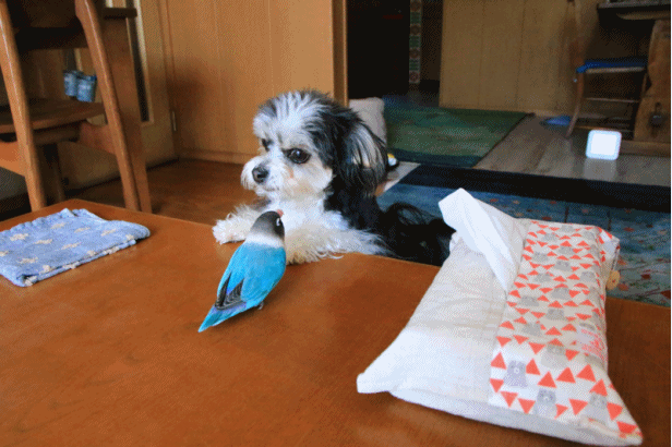 c0145250_08580235.gif