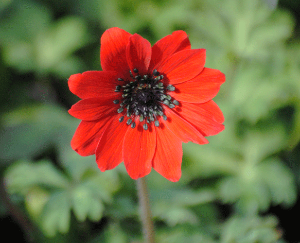 a0001354_23185826.gif